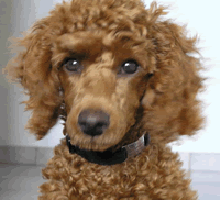 Pet wearing Indigo Collar Dog Tag