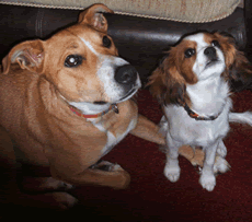 Pet wearing Indigo Collar Dog Tag